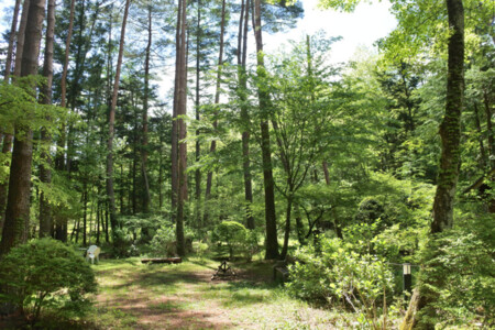 新緑の森